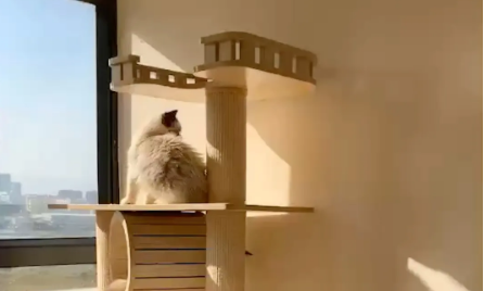 猫爬架怎么放 猫爬架怎么放
