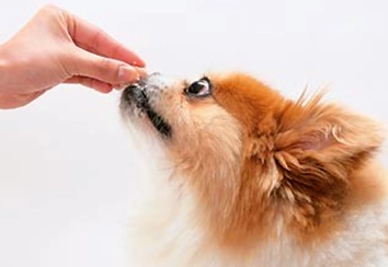 给狗狗体内驱虫买什么药好