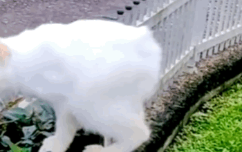 收到男友送的猫咪，比正常猫短半截