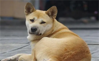 中华田园犬咬人征兆？一文告诉你！