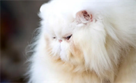波斯猫为什么叫波斯猫?这里有答案!