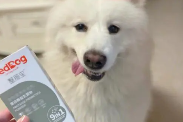 适合宠物狗吃的益生菌