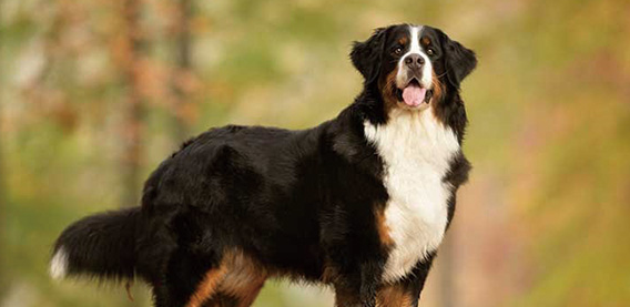 伯恩山犬好养吗?一起来看看吧! 伯恩山犬好养吗?一起来看看吧!