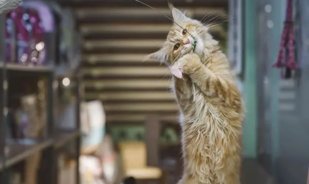 2022年养猫必备逗猫棒的作用是可以快速和猫打成一片 2022年养猫必备逗猫棒的作用是可以快速和猫打成一片