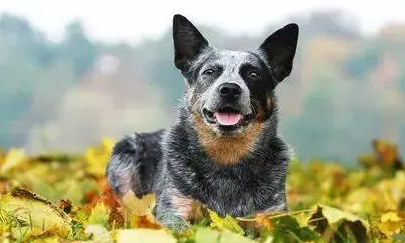 澳大利亚牧牛犬怎么训练大小便？想知道的看这里