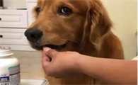 狗狗能吃哪种感冒药