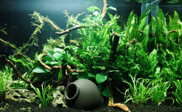 水草缸的水草怎么种