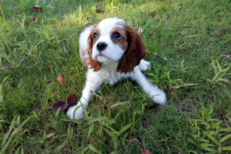 骑士查理王小猎犬最佳训练时间介绍?不知道的快看 骑士查理王小猎犬最佳训练时间介绍?不知道的快看