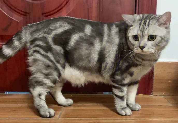 你们说,猫的肋骨鼓起来了是什么原因? 你们说,猫的肋骨鼓起来了是什么原因?