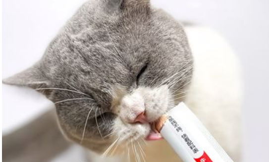 猫条在哪有卖的