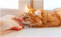 猫挑衅主人的行为