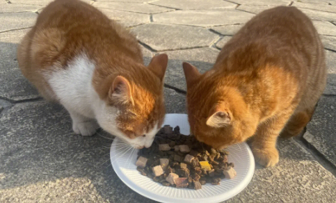 等待领养的流浪猫,用行动征服众人心,成功改变命运! 等待领养的流浪猫,用行动征服众人心,成功改变命运!
