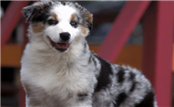 澳大利亚牧羊犬一天喂几次?想了解的看过来。