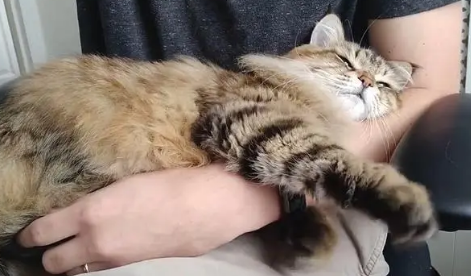 猫咪睡在主人身上是什么意思？想知道的看这里