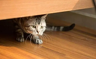 猫丢了找猫的窍门玄学