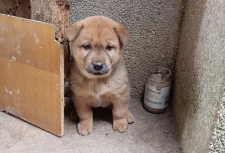 土狗有小型犬吗？具体看这里！