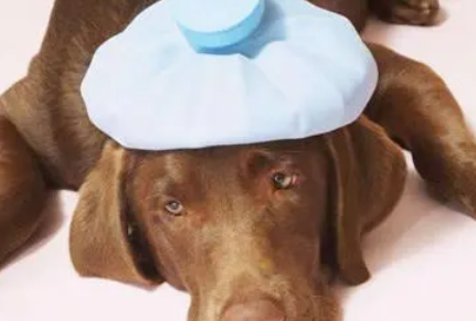 狗狗感冒流涕吃什么药
