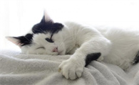 猫为什么喜欢咬扫把上的毛？这篇文章告诉你答案