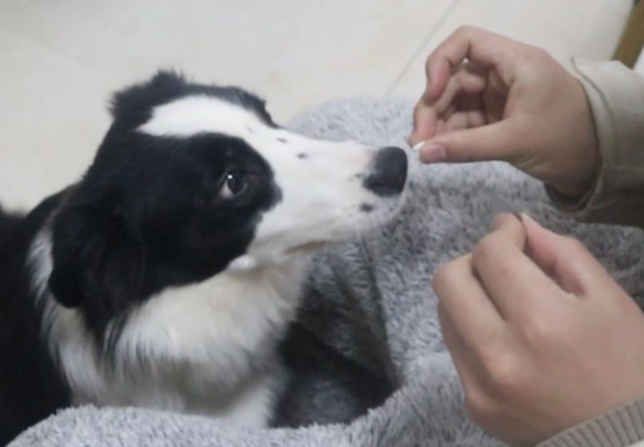 可以直接杀死狗狗寄生虫的体内驱虫