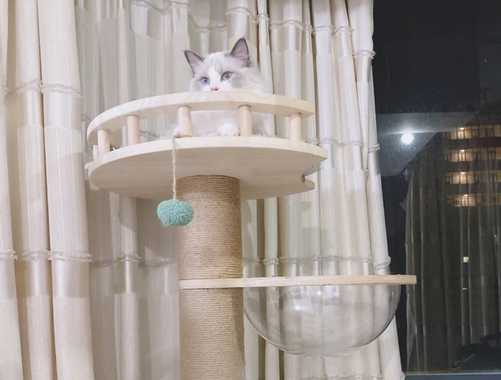 猫爬架多少钱合适 猫爬架多少钱合适