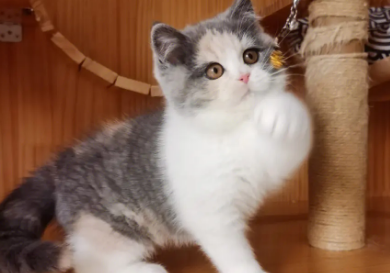 英短三花都是母猫吗?并不是哦! 英短三花都是母猫吗?并不是哦!