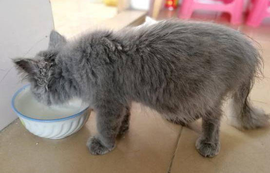 猫怎么会得腹水？主要原因是什么