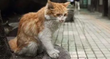 流浪猫为什么不吃饭？看你清不清楚。