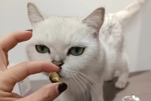 怎么给猫咪喂鱼油