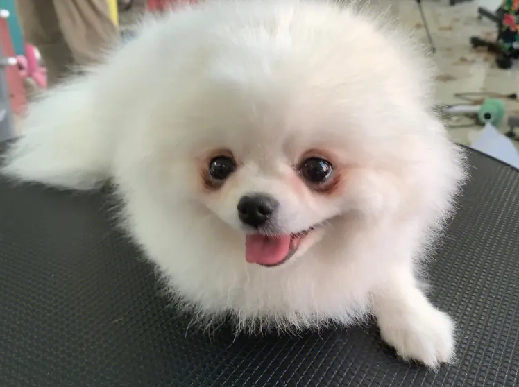 博美犬有泪痕怎么办?这些简单的方法可以一试 博美犬有泪痕怎么办?这些简单的方法可以一试