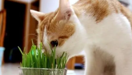 猫草生长时间 猫草生长时间