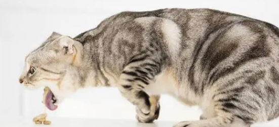 猫呕吐是什么原因？家里有猫的看过来。