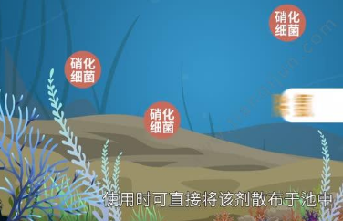 硝化细菌哪个最好
