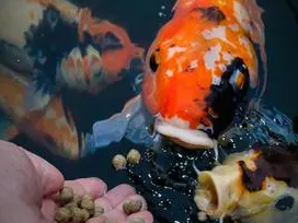 没有鱼粮可以给鱼吃什么