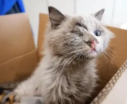 猫界颜值天花板的布偶猫,当它失去主人后,它又是多么弱小和无助 猫界颜值天花板的布偶猫,当它失去主人后,它又是多么弱小和无助