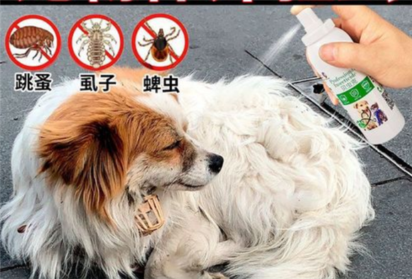 狗体外驱虫多大可以做