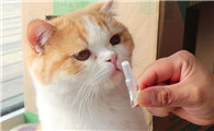 猫怎么驱虫体外驱虫