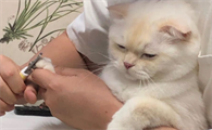 正确给猫咪剪指甲
