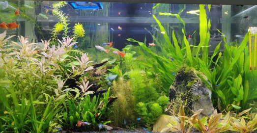 鱼缸里放水草对鱼好不好