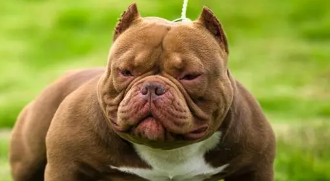 2000元买的恶霸犬怎样