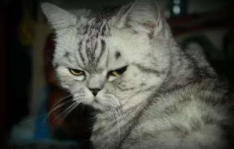 猫为什么嫌贫爱富？铲屎官们可以细心观察