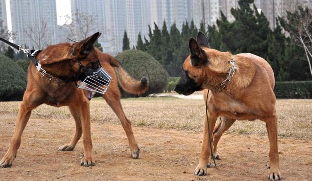 为什么德牧打不过马犬,还是身体素质问题 为什么德牧打不过马犬,还是身体素质问题