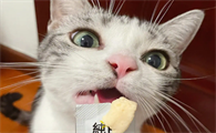猫条猫吃了有啥用