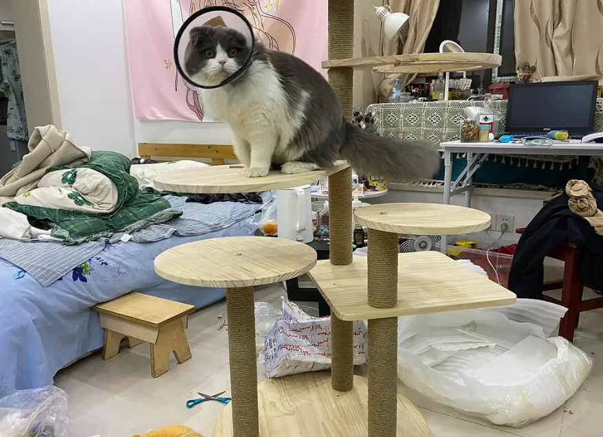 自己怎么做猫爬架 自己怎么做猫爬架