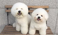 一文给你讲，养比熊犬一年费用多少？