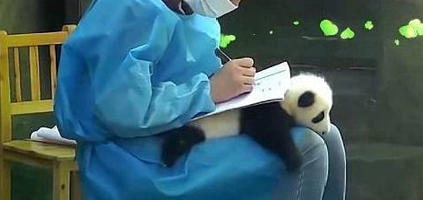 熊猫对奶爸的举动感到不满，张口满满的撒娇 