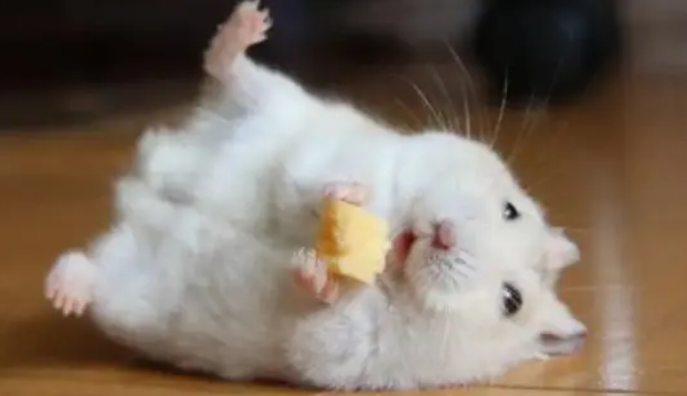 仓鼠能不能吃猫条