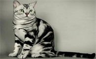 虎斑猫如何养胖？这篇文章有答案！