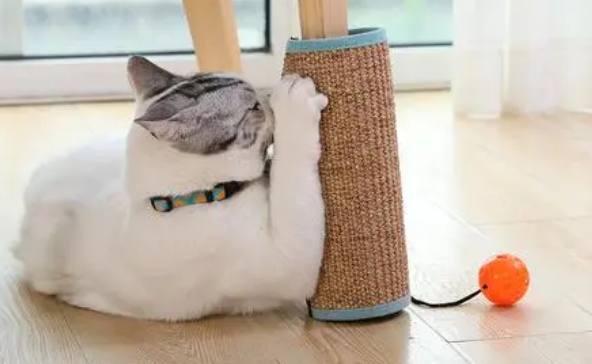 猫抓板是什么意思