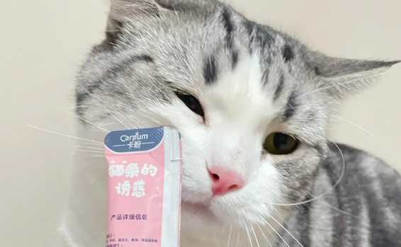 猫条每次吃多少