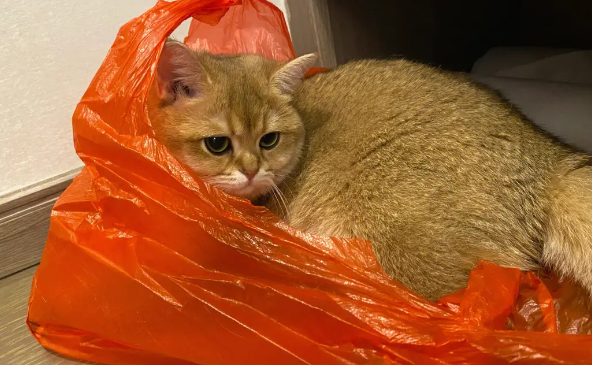 小猫为什么老是爱舔塑料袋?原因出乎意料 小猫为什么老是爱舔塑料袋?原因出乎意料